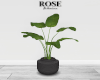 RI. Decorative Plant v2
