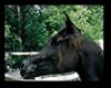 (RS)Black horse
