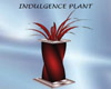Indulgence Plant