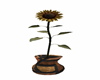 Boho sunflower