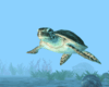 Fish Tank Turtle