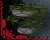 Rainy Days Hanging Plant