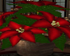 Poinsetta Plant