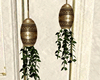 Gold Hanging Ivy Plants