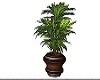 SH Draecena Plant