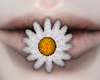 ! daisy flower