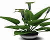 Steel Potted Anthurium 4