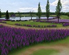!S! Lilac Park