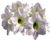 WHITE AMARYLLIS FLOWER