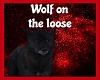 wolf on loose