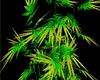 Weed Plant