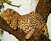 leopard  patio furn