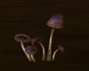 ( K ) SA mushroom