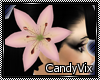 [CV] Single Pink Lily -R
