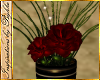 I~Lounge Rose Plant