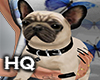 Boston Puppy Pug / F