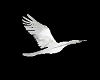 Bird DJ LIGHT
