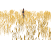 !Animated Wheat