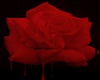 Bleeding Rose bed