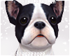 $K Bulldog Pet Animated