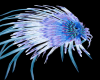 ;R; Blue Booy Feathers