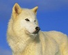 white wolf multible pics