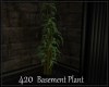 *420 Basement Plant