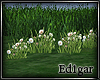 (ED1)Flowers-5