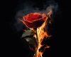 dark fire rose