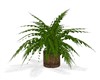 TROPICAL POTTED PLANT #2