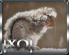 lXOl Youtube squirrel 