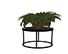 AAP-Table Plant