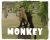 *Monkey