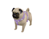 Real Pug Dog