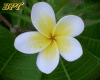Frangipani flower [L]