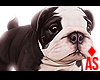 Adopt a Bulldog 4