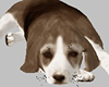 Pet Beagle Pup