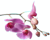Cherry Blossom (L)