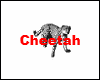 Cheetah Run Animated