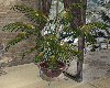 Winter 2024 Plant 1