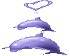 dolphin