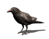 Animated Raven sticker