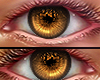 G)Male Eyes
