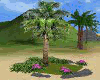 Beach Coconut Tree