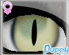 [Pup] Black Cat Eyes