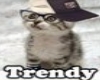 Trendy Cat