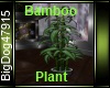 [BD] Bamboo Plant
