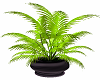 Fern Potted Plant