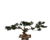 Bonsai Tree-1