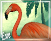 c Tropical Flamingo